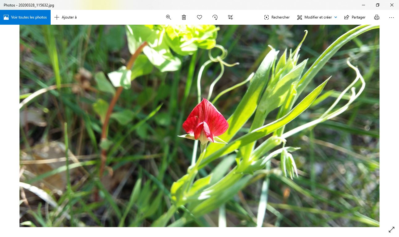 Dans mon jardin près d'Avignon, cette petite fleur rouge d'environ 1,5 cm (2 pétales soudés verticaux et 2 pétales séparés horizontaux,dessous ceux-ci 1 pétale (ou autre nom ?) en forme de bec d'oiseau jaune pâle recourbé vers le haut . Tige de 50 cm environ plutôt rampante, section plate avec une nervure centrale au dos. Feuilles longues (4 cm) et étroites (4 mm) avec 3 nervures longitudinales. Les feuilles sont alternées sur la tige et en 'bouquets'. Inflorescence :3 à 4 fleurs de maturitées différentes. Présence de 'pampilles' sur la tige.