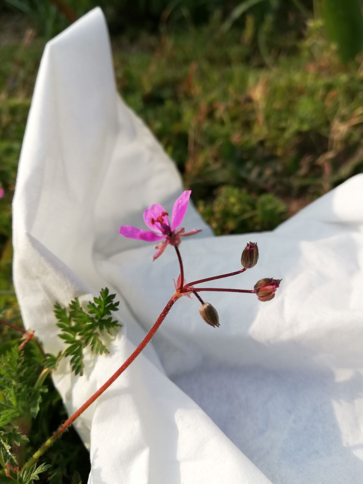 fleurs sur le terrain
