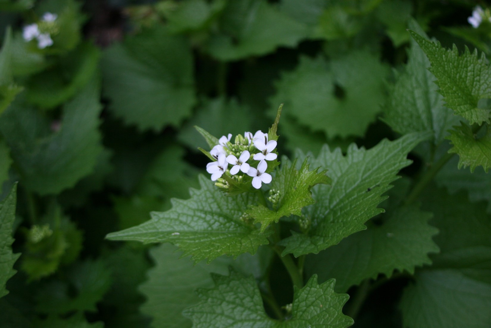 Inflorescence de l'alliaire officinale