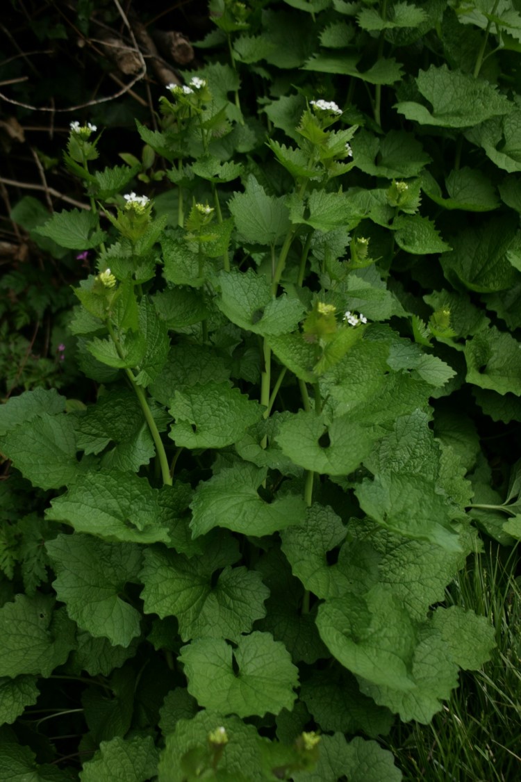 Vue d'ensemble de l'alliaire officinale
