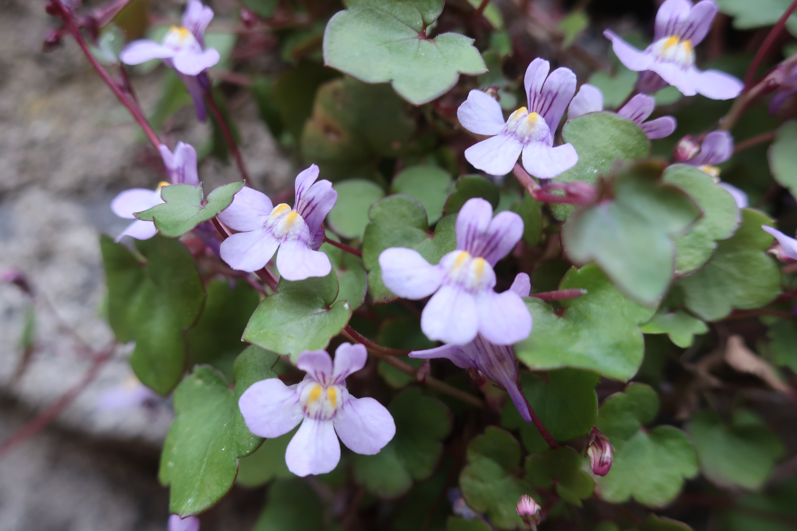 petite touffe de fleurs poussant sur mon mur en pierre en haute-loire. Tiges rouges, feuilles  trilobées lisses de petite taille, fleur mauve pâle à 5 pétales dont 3 déployés à l'avant de la fleur à l'horizontale et 2 dressés derrière.