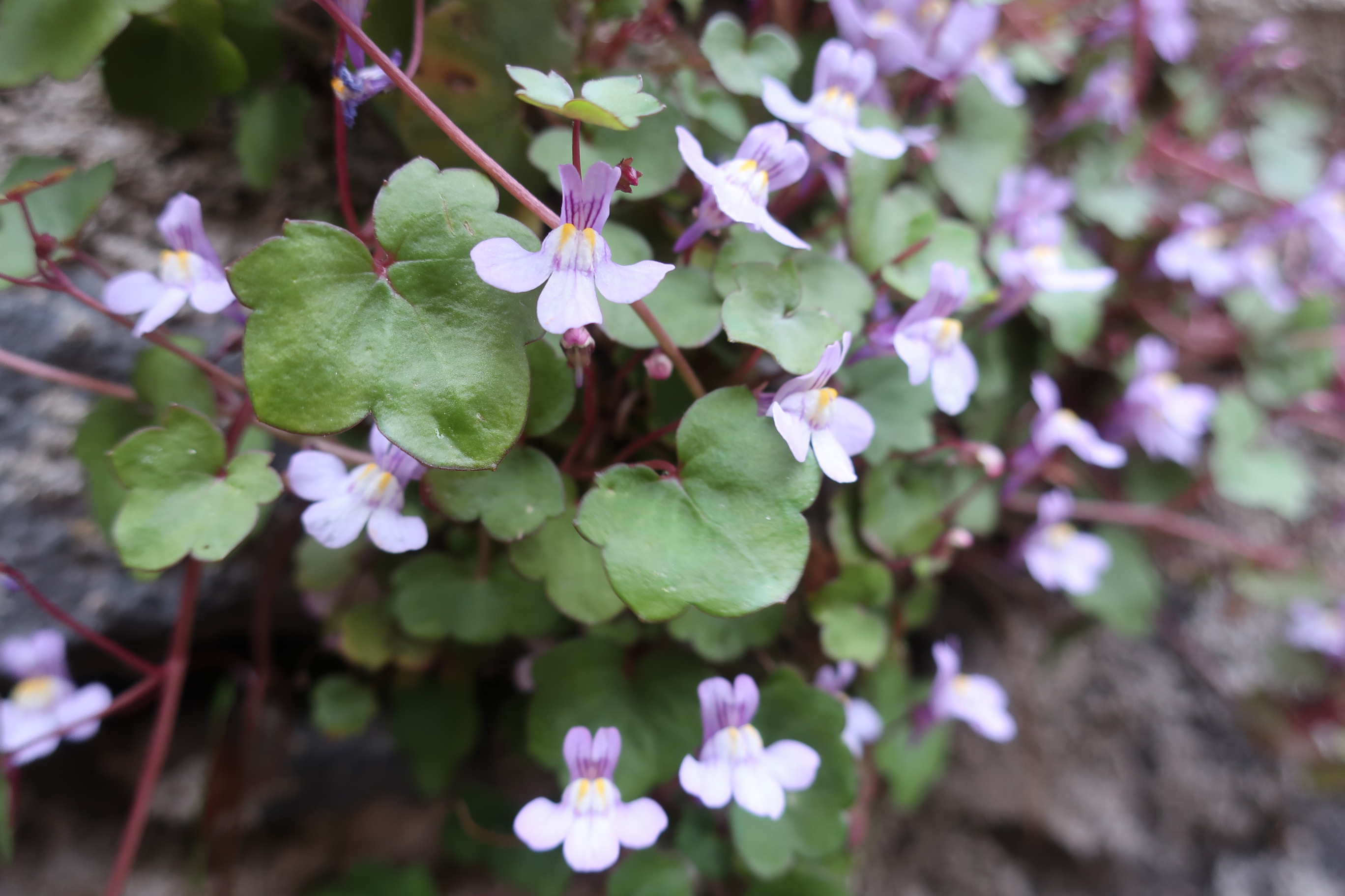 petite touffe de fleurs poussant sur mon mur en pierre en haute-loire. Tiges rouges, feuilles  trilobées lisses de petite taille, fleur mauve pâle à 5 pétales dont 3 déployés à l'avant de la fleur à l'horizontale et 2 dressés derrière.