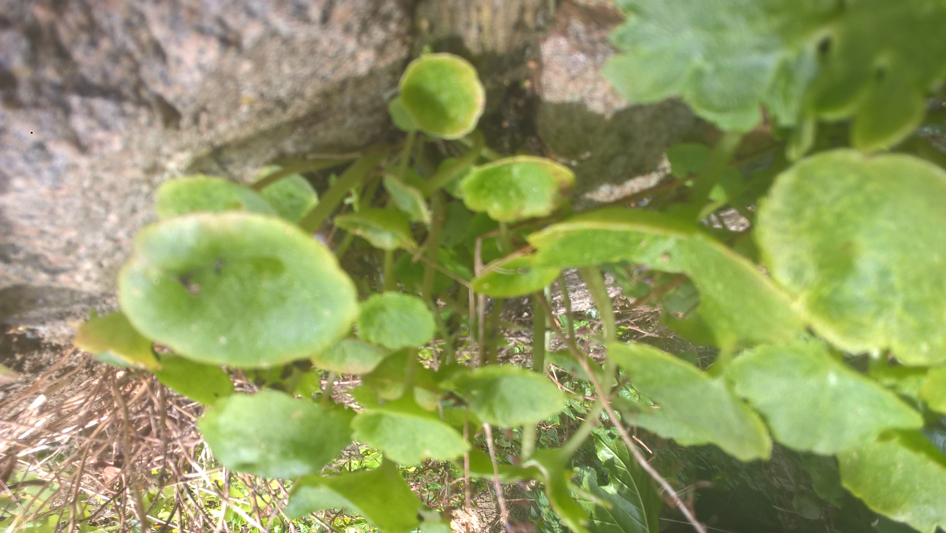 Nombril de Vénus feuilles rondes vertes qui poussent sur les murs et comestible
