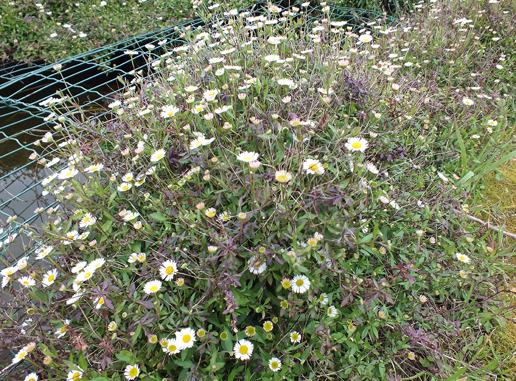 paquerette de muraille