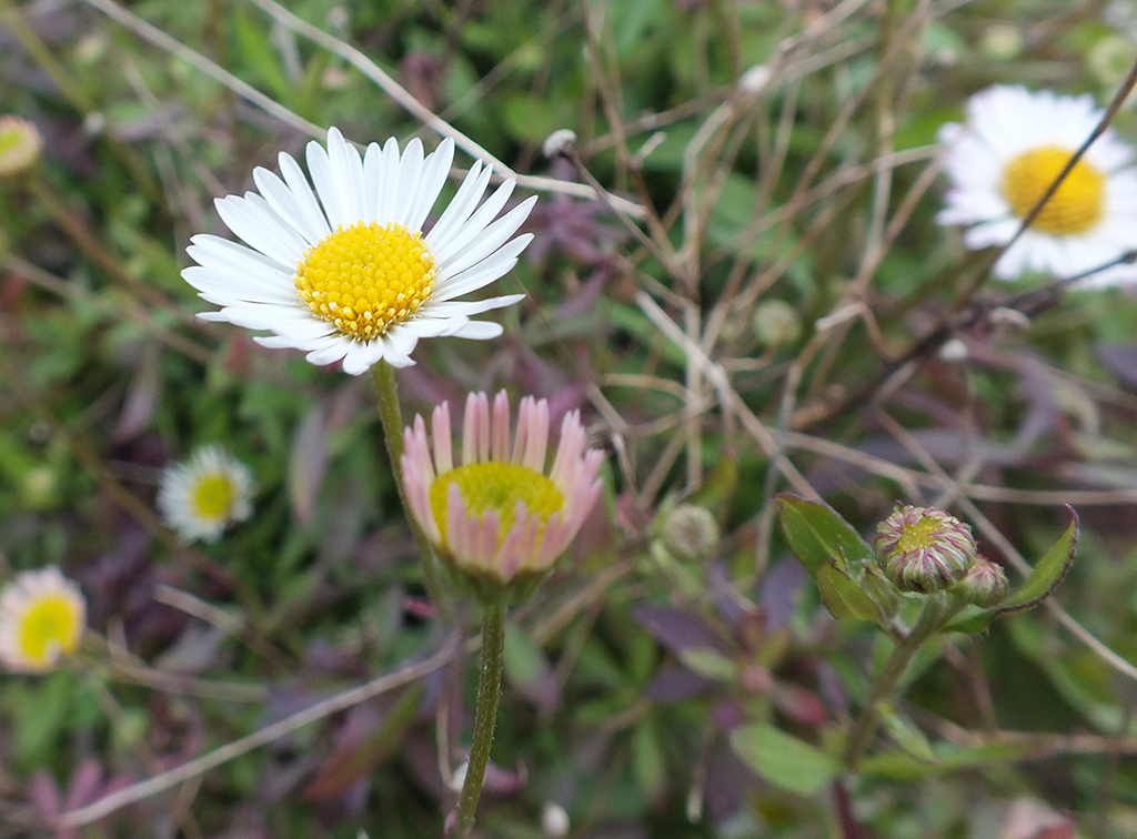 paquerette de muraille