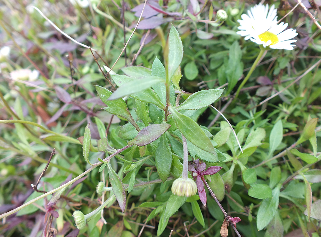 paquerette de muraille