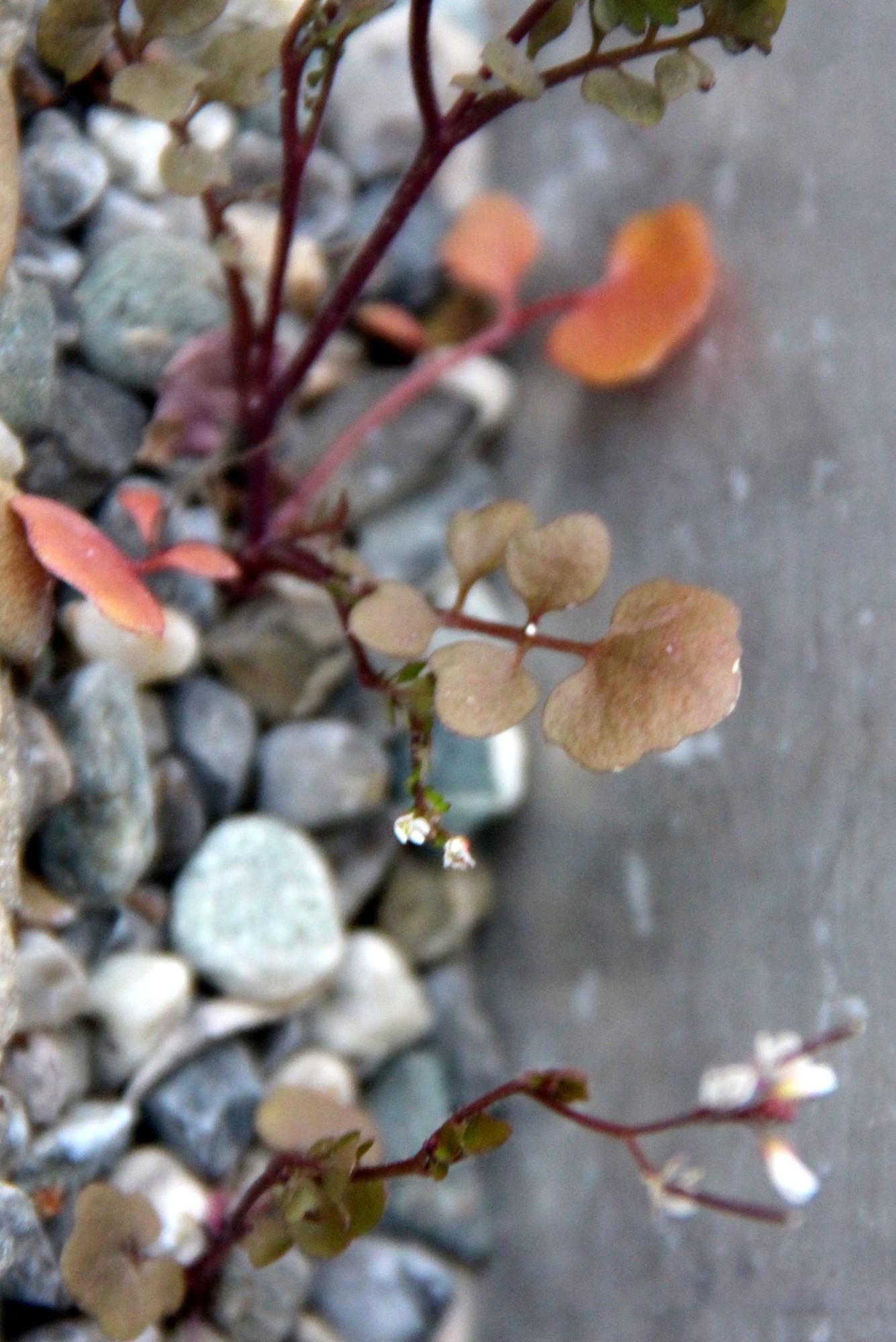 feuilles base cardamine