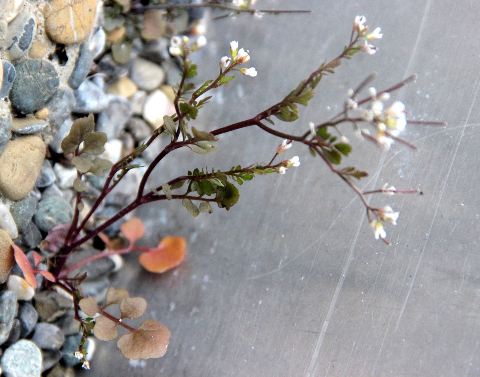 cardamine plante entiere