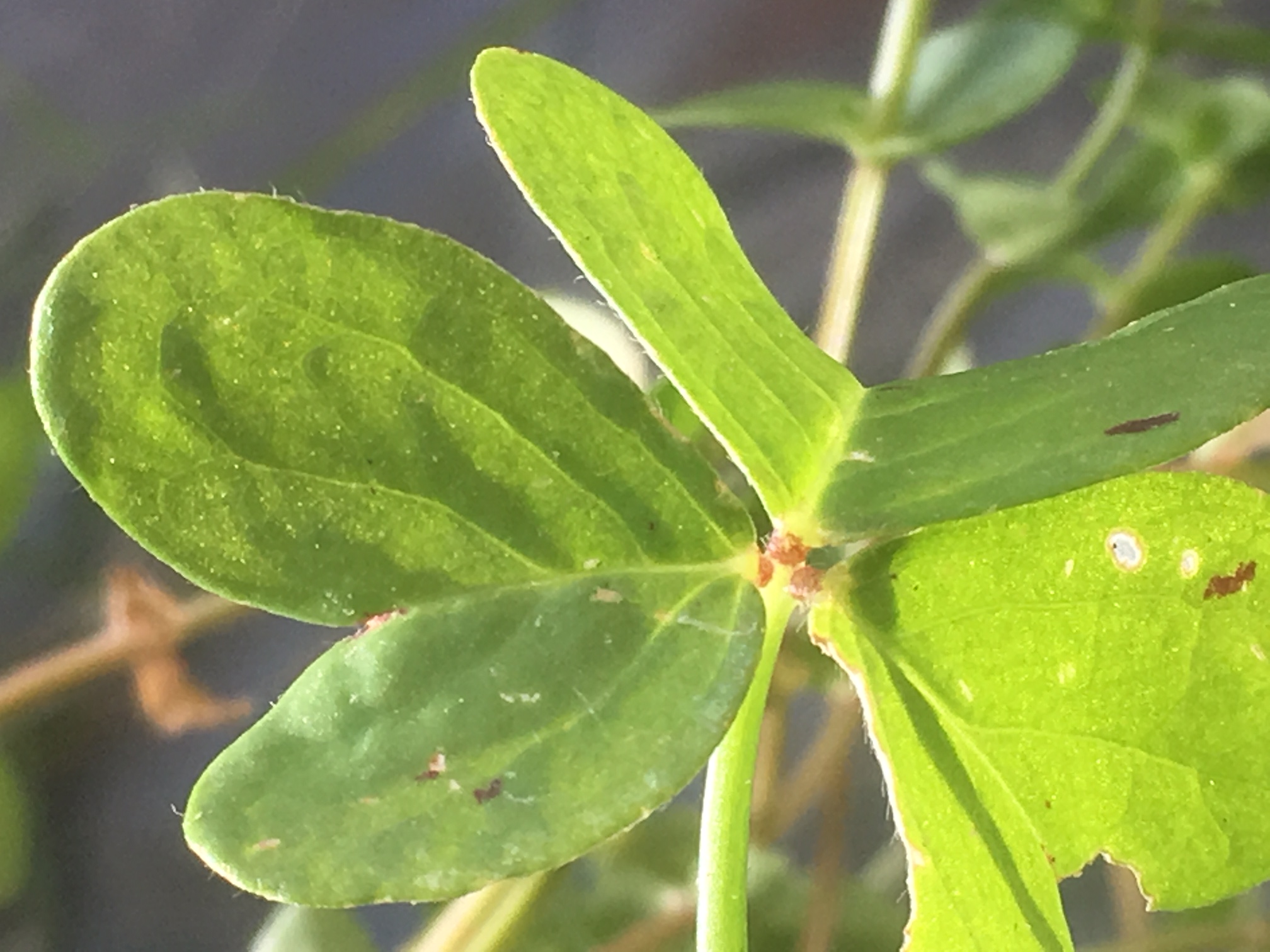Oxalide des Bermudes Feuille