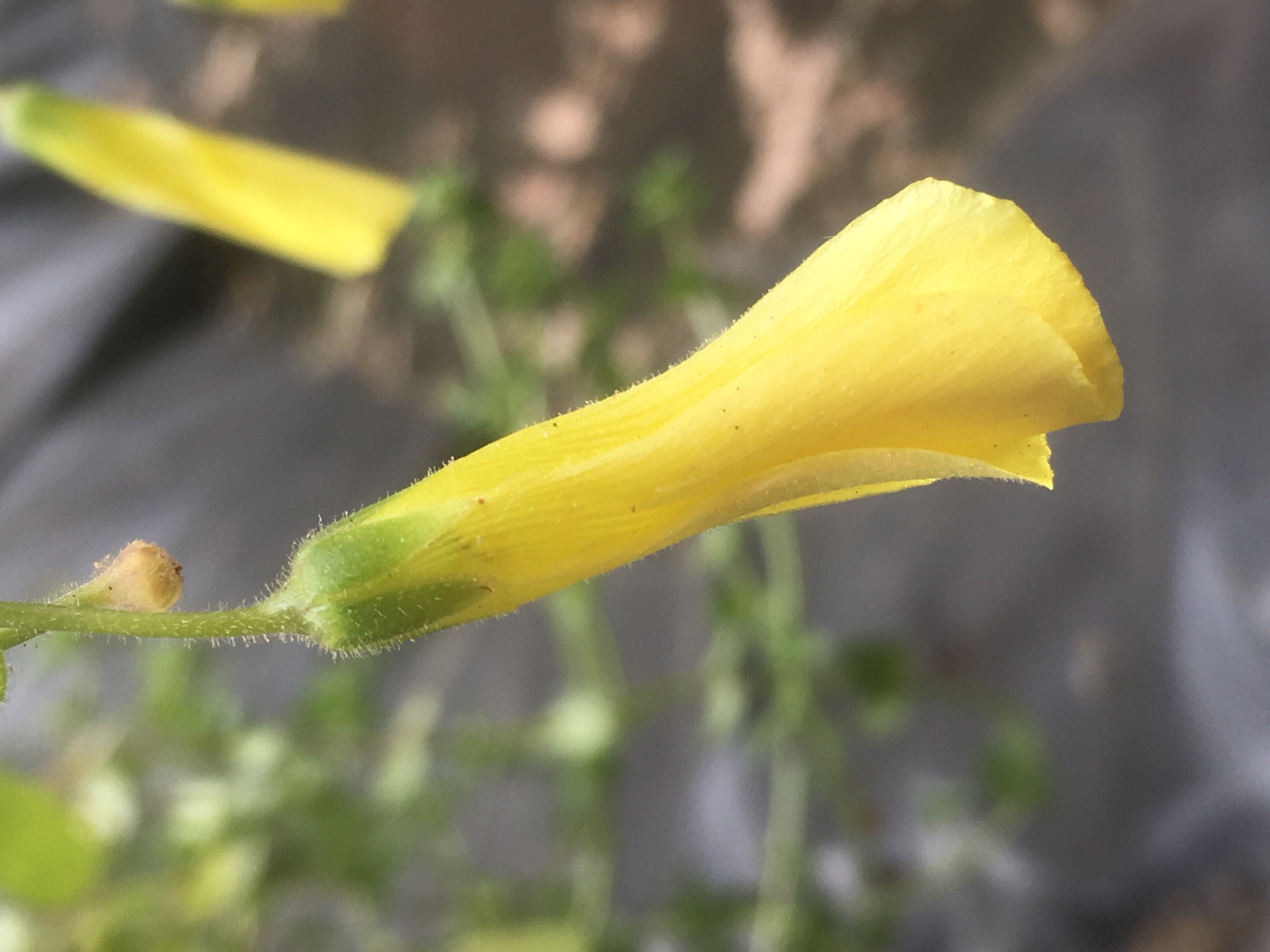 Oxalide Bermude fleur