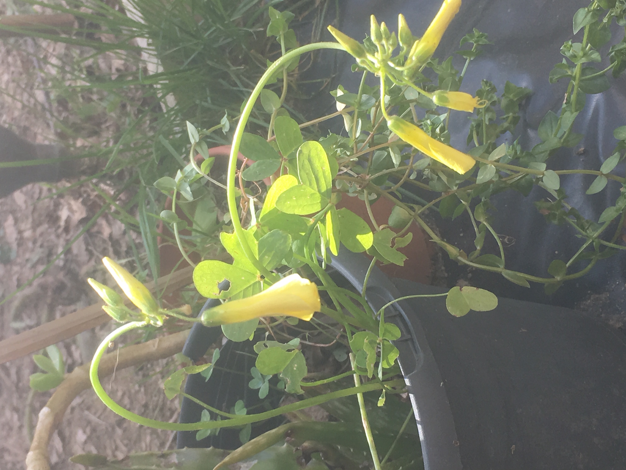 Oxalide Bermude vue globale