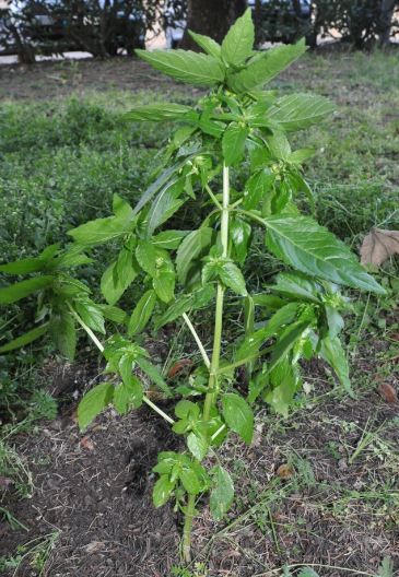 Vienne (38)  je pense à la famille des lamiacées, tige carrée, feuilles glabres crénelée décussées ,