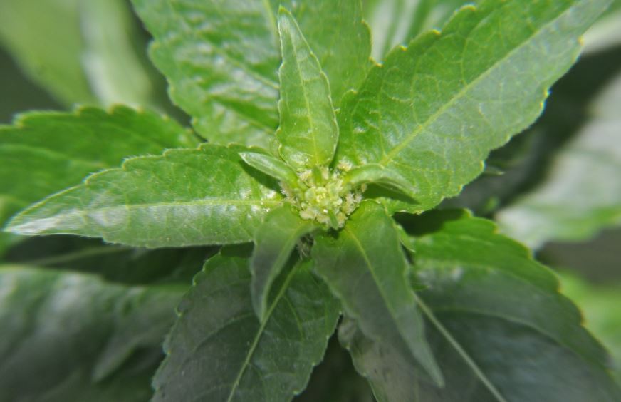 Vienne (38)  je pense à la famille des lamiacées, tige carrée, feuilles glabres crénelée décussées ,