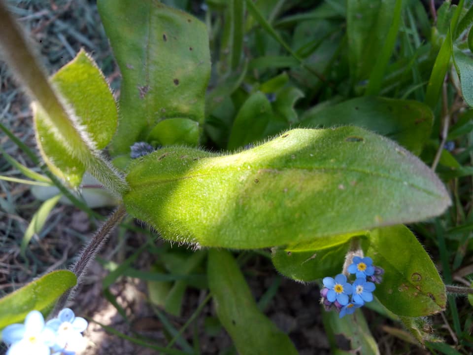 Myosotis -feuilles