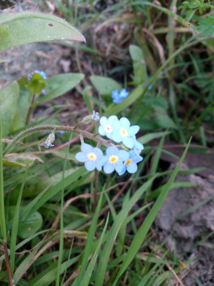 Myosotis - fleurs