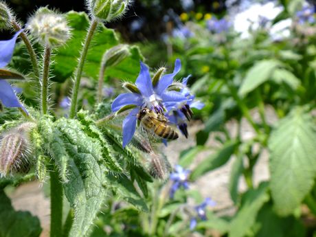 Elles sont très appréciées des abeilles