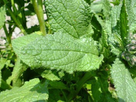 Les feuilles sont longues, épaisses et garnies de poils piquants sur leur pourtour