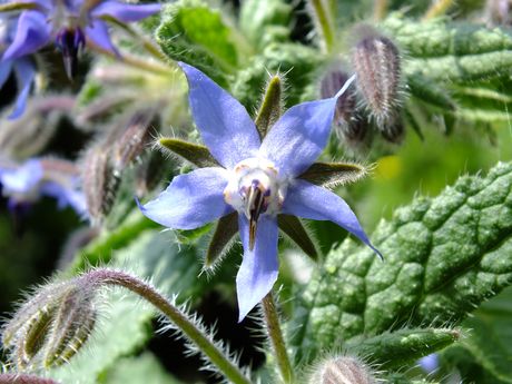 Les fleurs composées de 5 pétales bleus, 5 sépales poilus décalés entre les pétales et un pistil proéminent