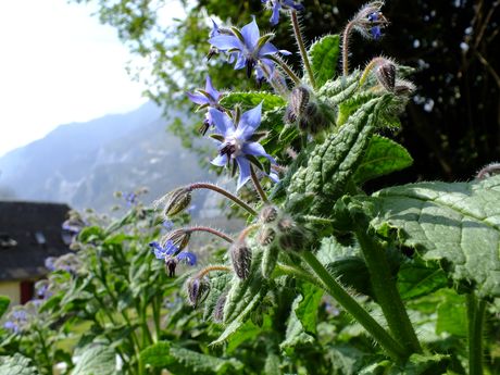 En haut des tiges sont groupées une quinzaine de fleurs chacune au bout d’une tige