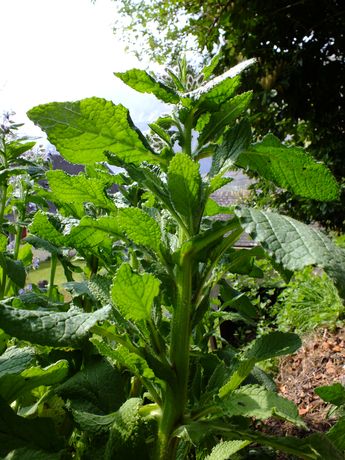 Plante à tiges rondes poilues, creuses portant des feuilles alternées, chacune ayant à sa base un départ de tige