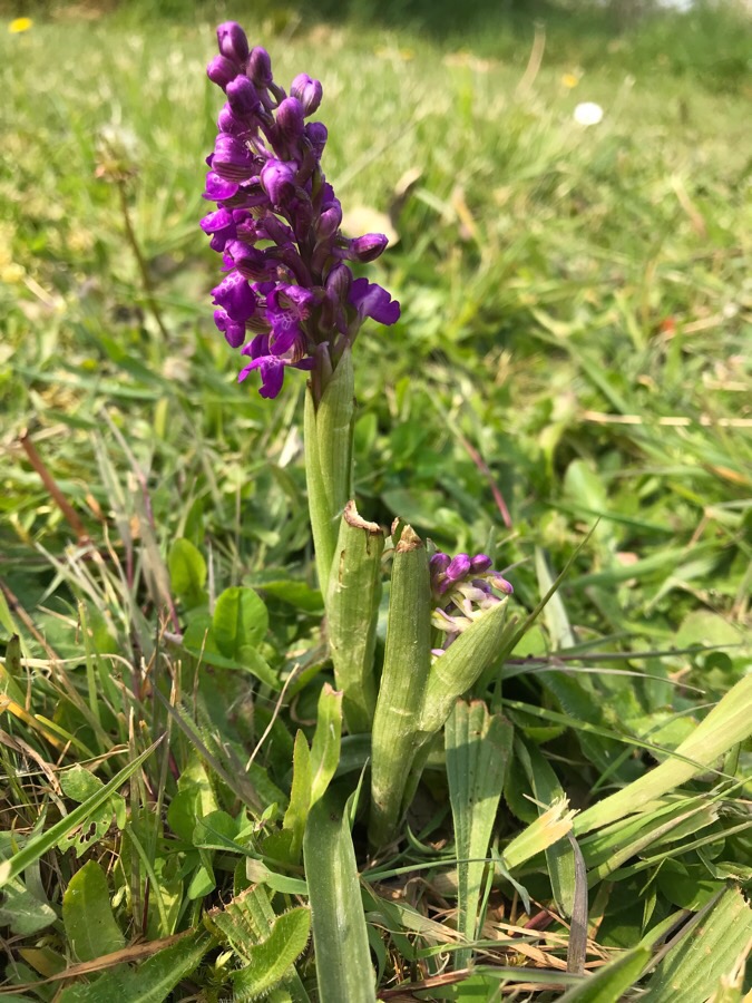 plante de 20 cm de heuteur avec de nombreuses fleurs violettre tachettées