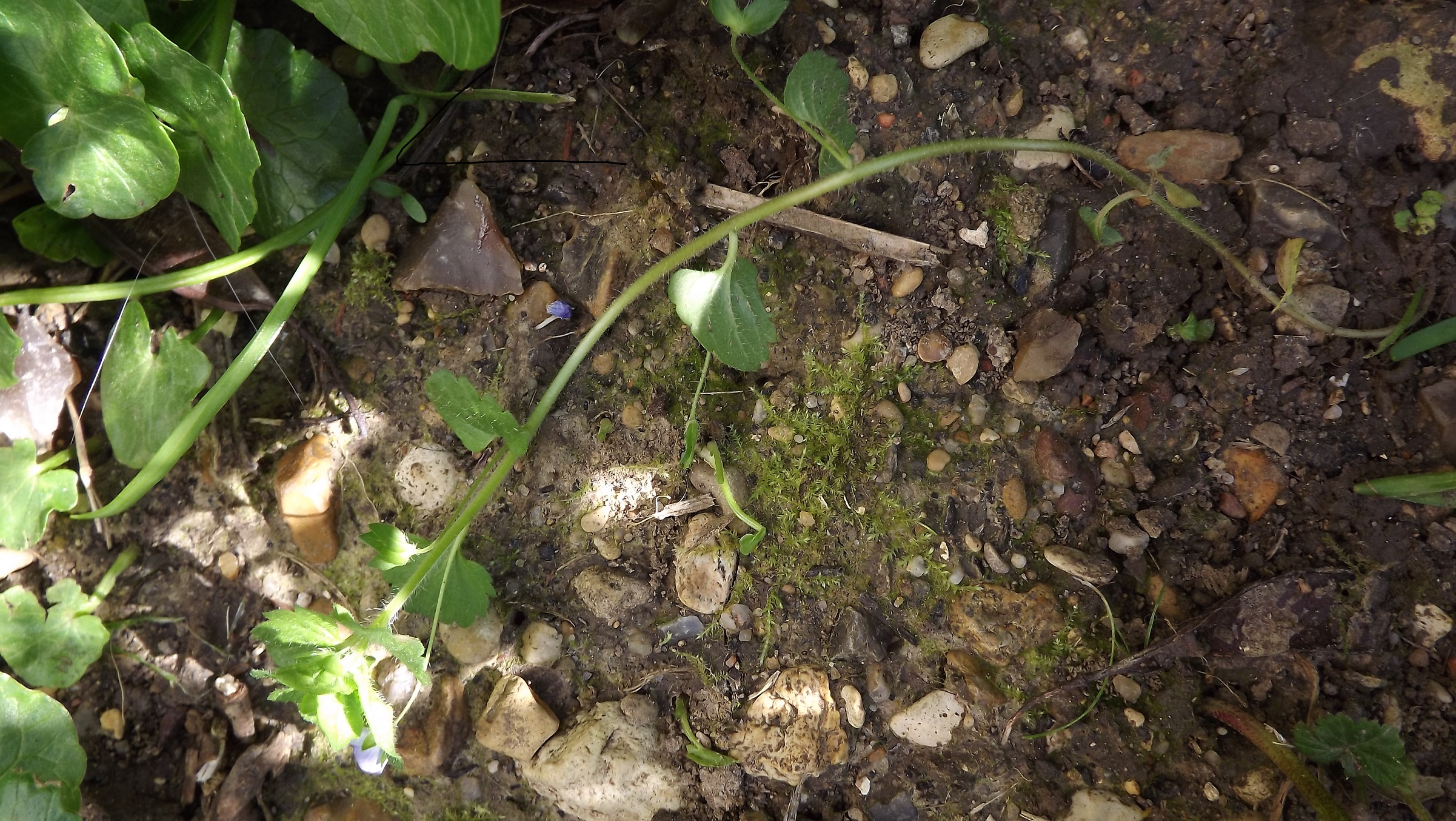 petite plante rampante très légère