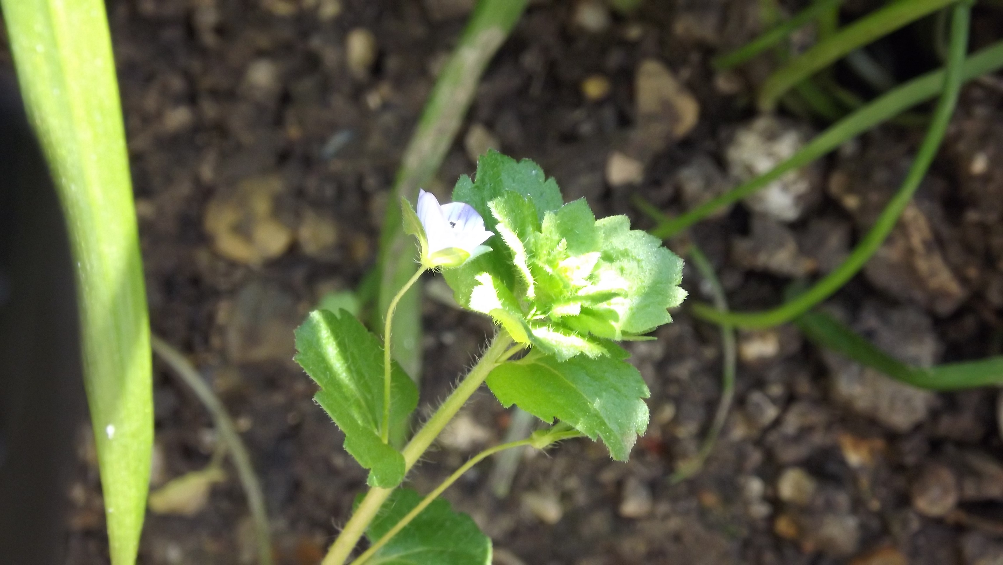 petite plante rampante très légère