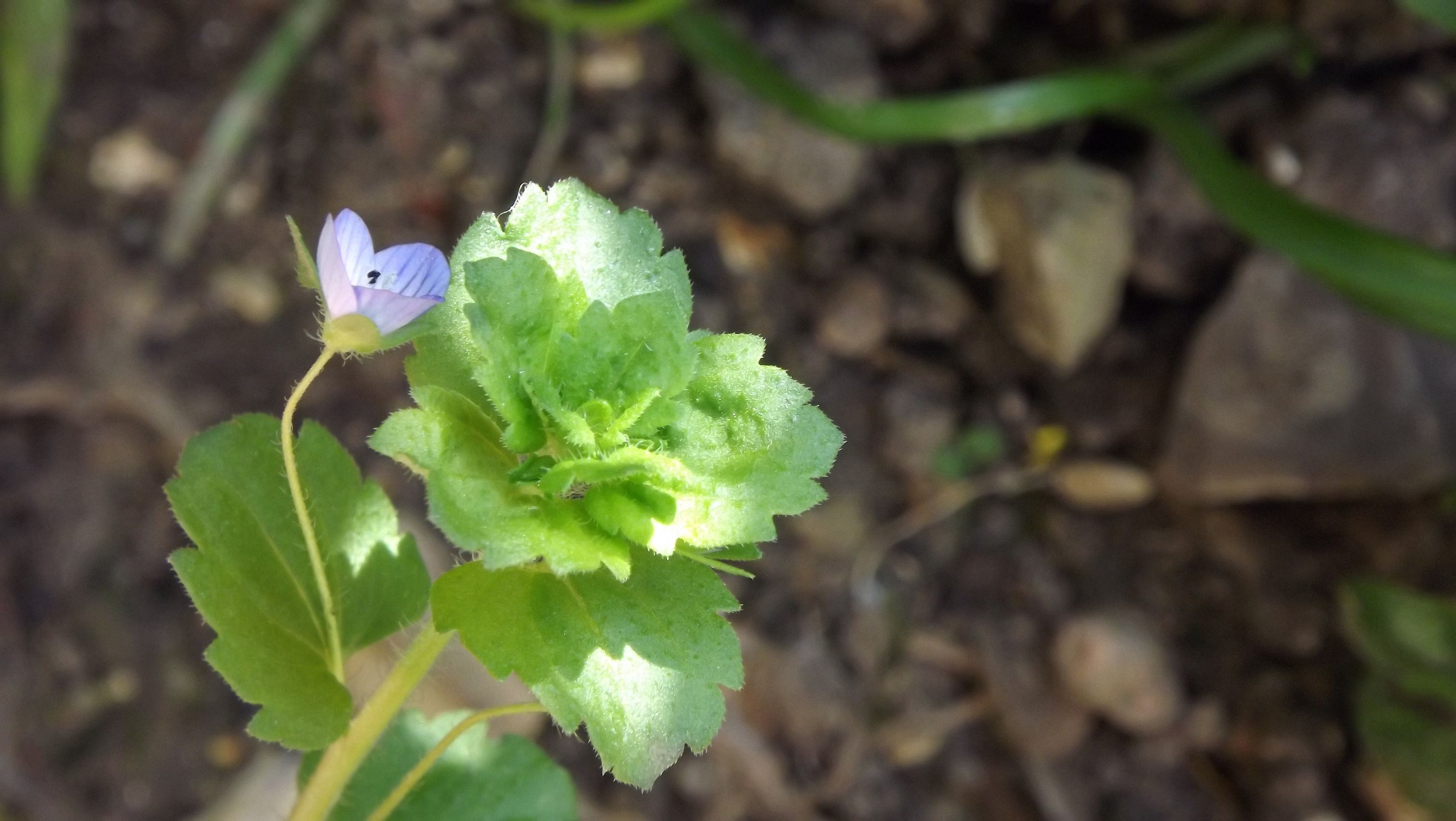 fine plante rampantecd