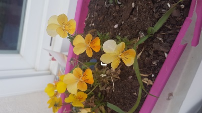 pensées vue ensemble