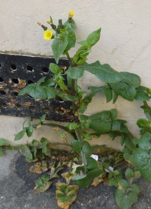 plante prise dans la rue avec des fleurs jaunes