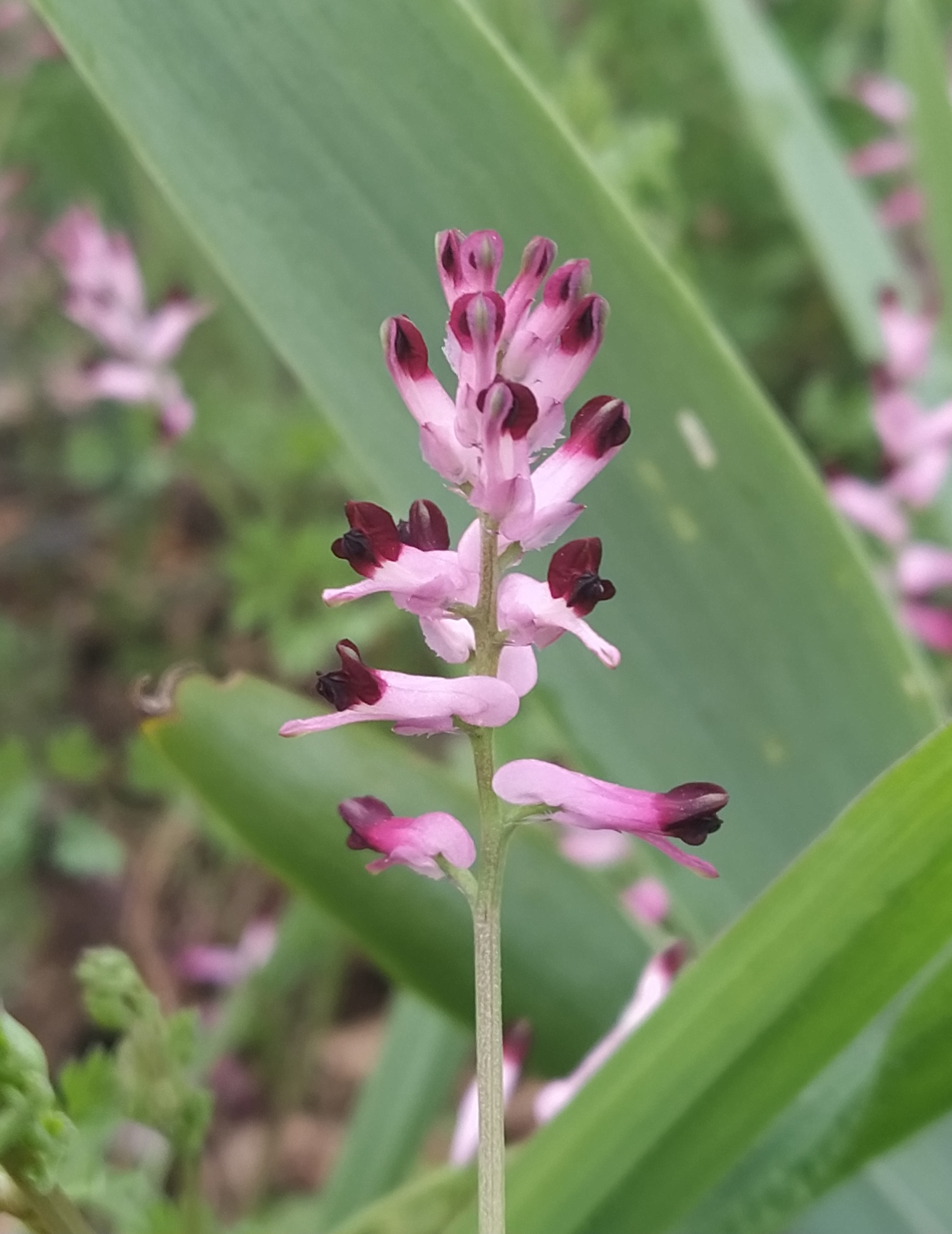 Fumeterre, 28 mars 2020