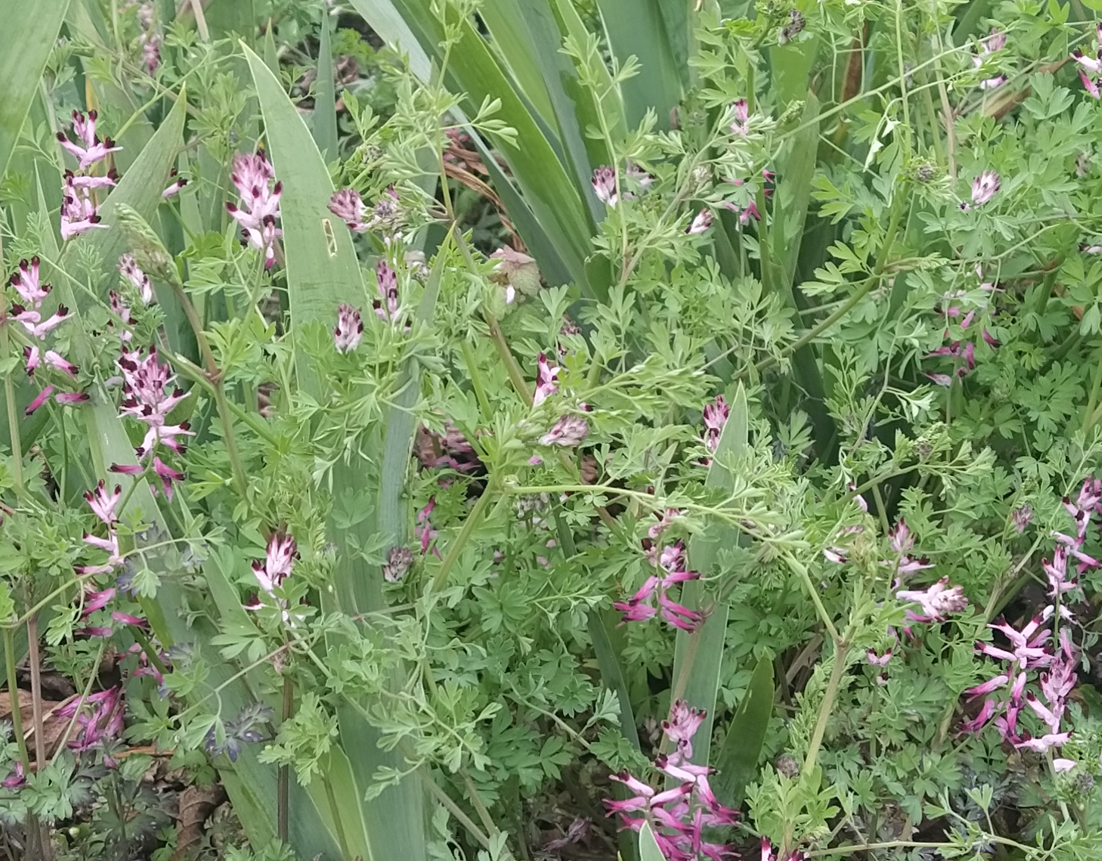 Fumeterre, 28 mars 2020