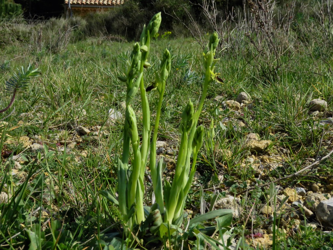 Petite plante vert clair d'environ 20cm. Feuilles basales simples d'environ de 7cm à 10cm de longeur et environ 2cm de largeur un peu flétries.  Environ 7 tiges se dressent à la verticale, munis de boutons de fleurs. Sur deux tiges une ou deux fleurs sont ouvertes. Petites fleurs marron foncé avec bordure jaune.