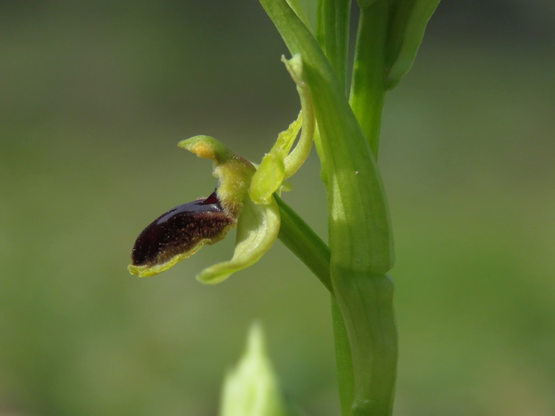 Fleur d'Ophrys litigiosa de profile. Pétales vert clair recourbées vers l'avant mais penchées en arrière. Sépales