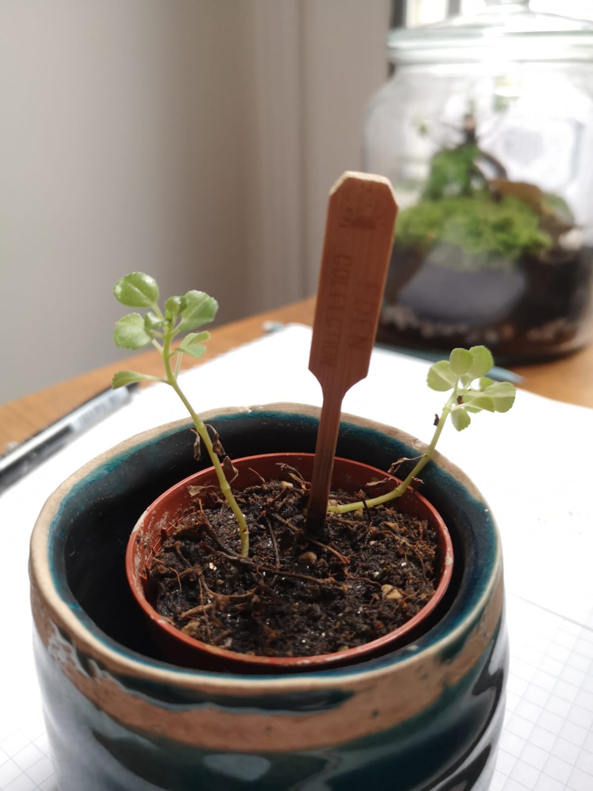 Vue globale de la plante