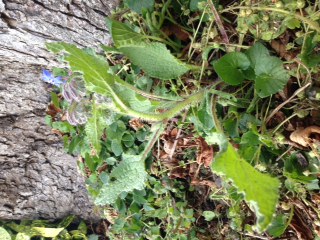 plante dans sa globalité