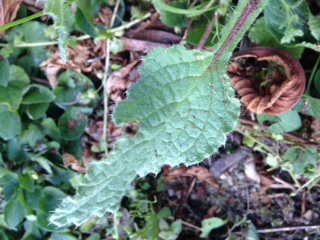 plante dans sa globalité