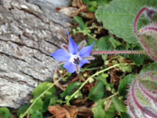 plante dans sa globalité