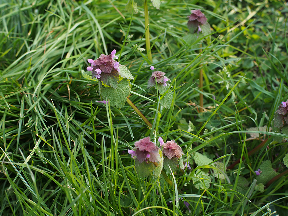 lamier pourpre detail 1