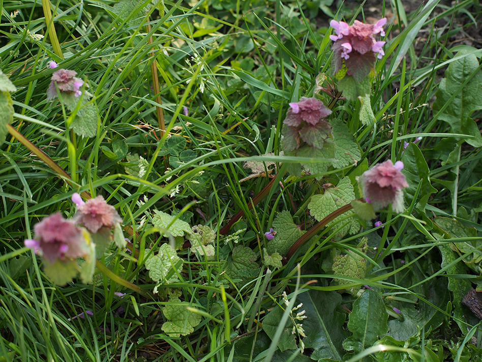 lamier pourpre plan serré