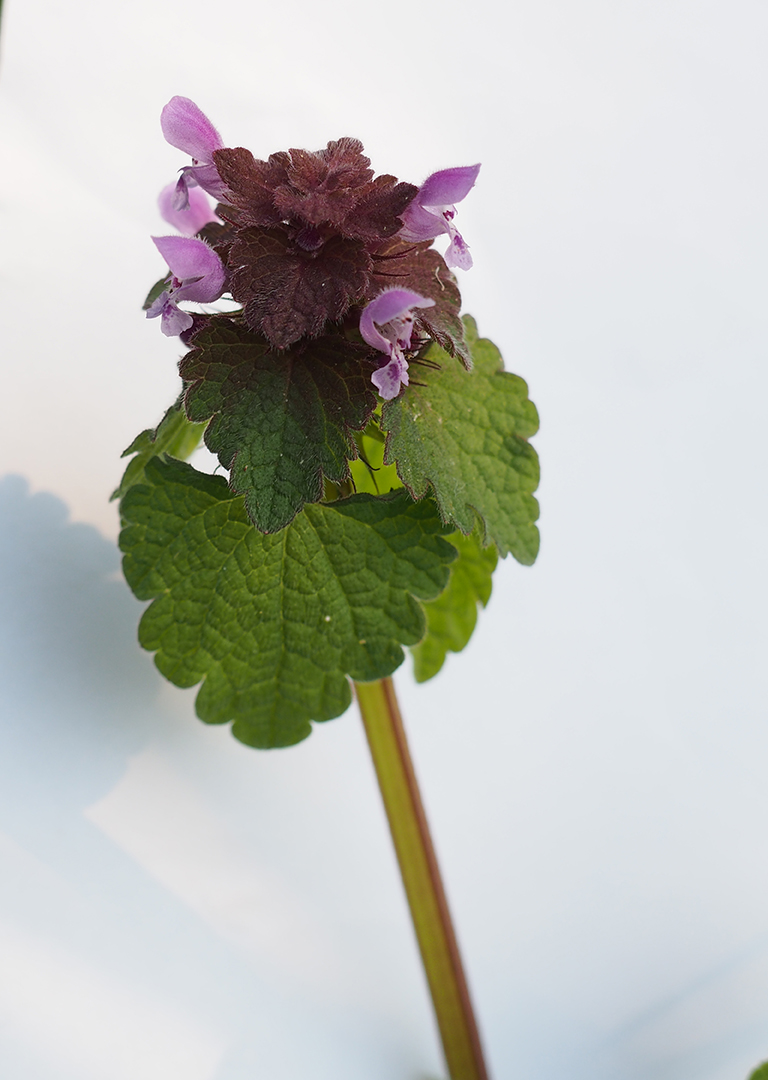 lamier pourpre detail 2