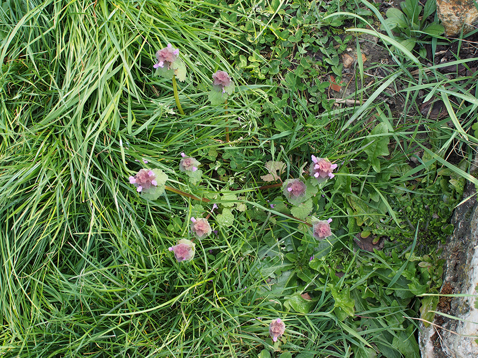 lamier pourpre plan large