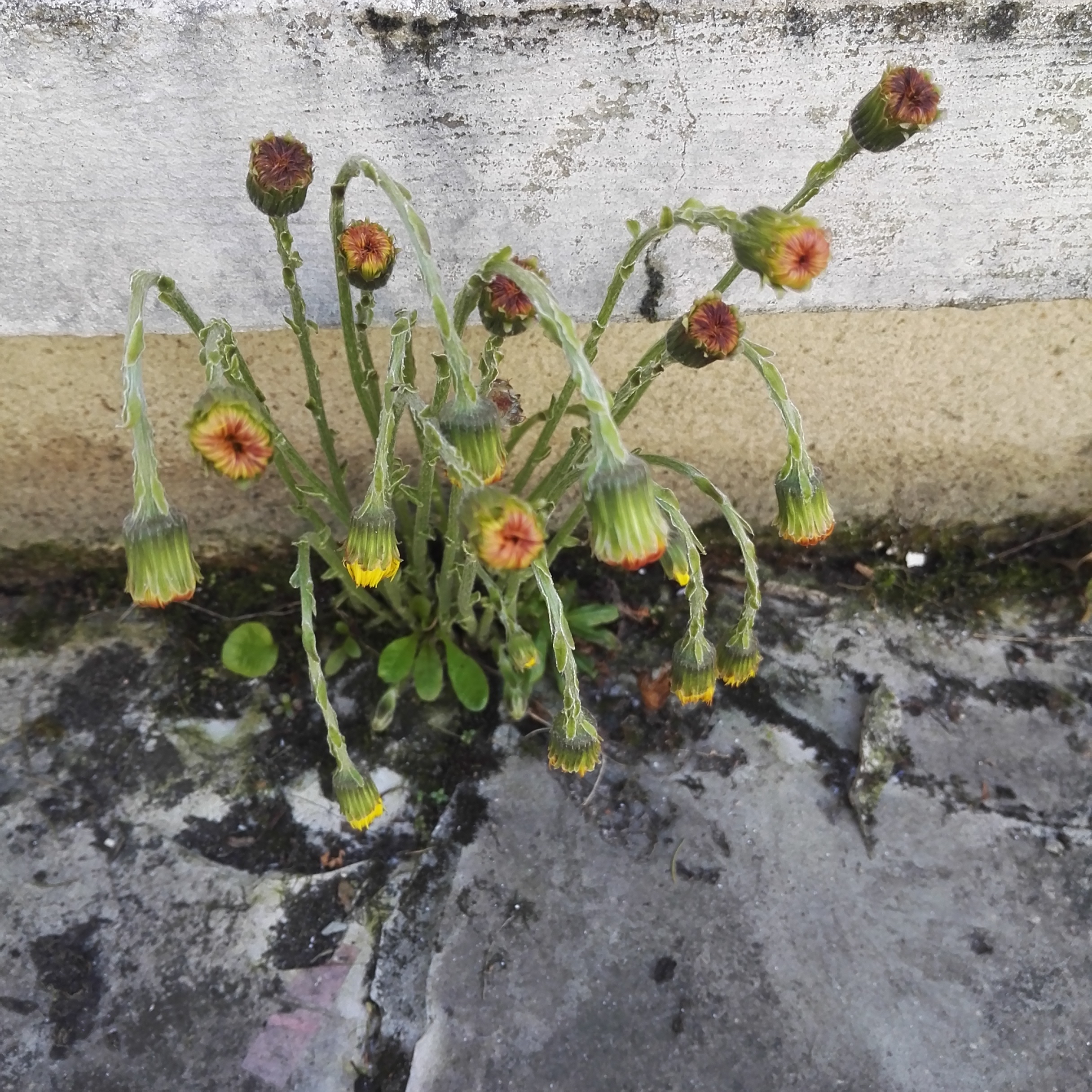 Plante de ma terasse