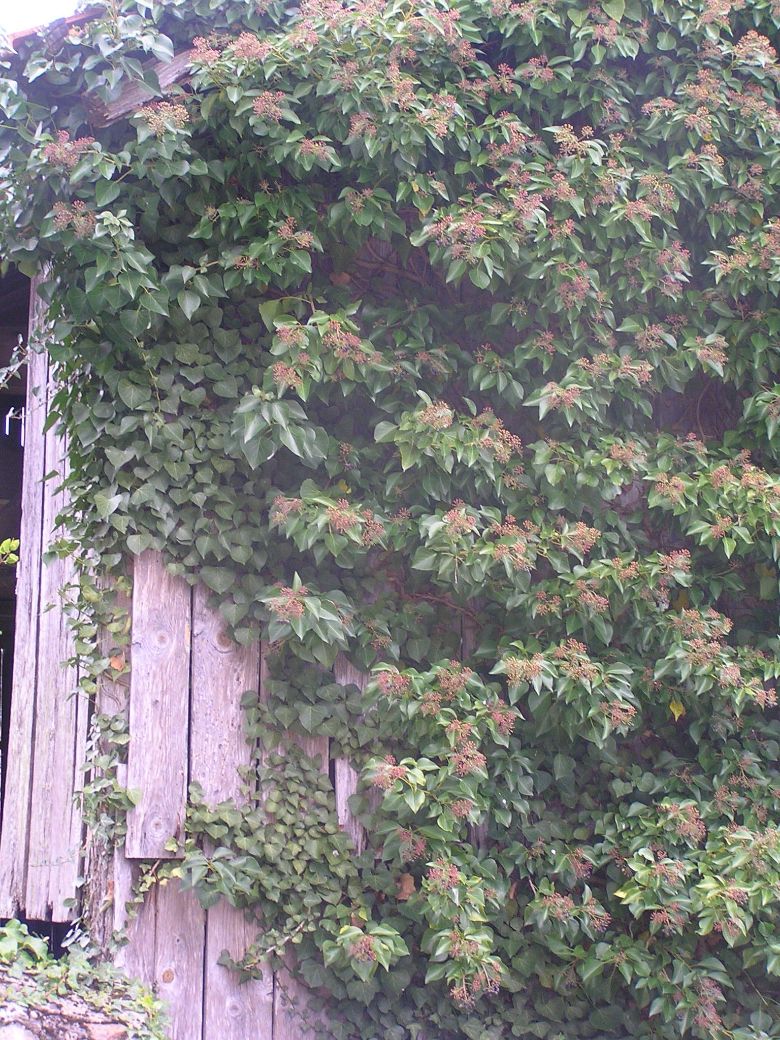 lierre sur mur de grange