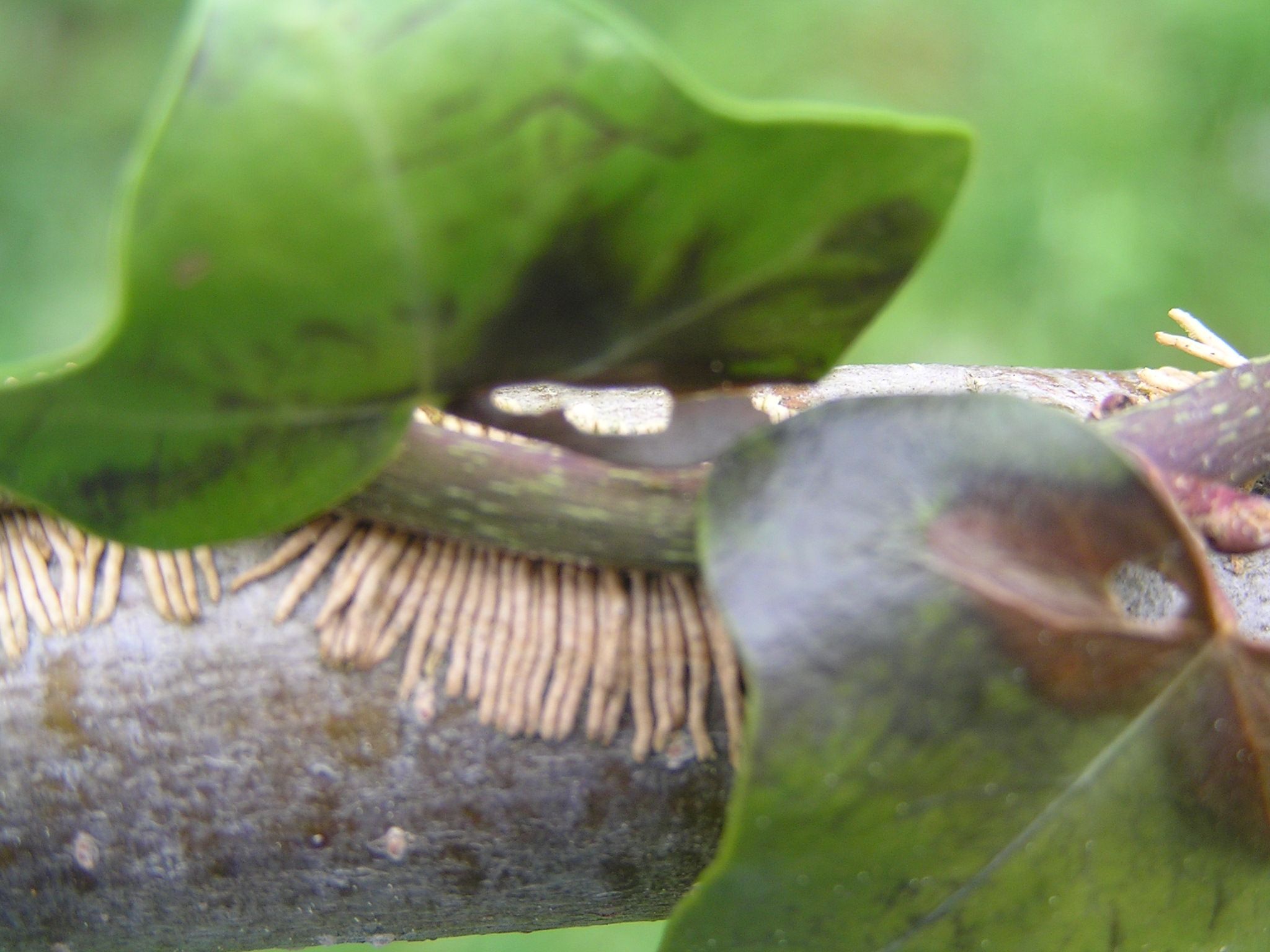 crampons du lierre sur branche