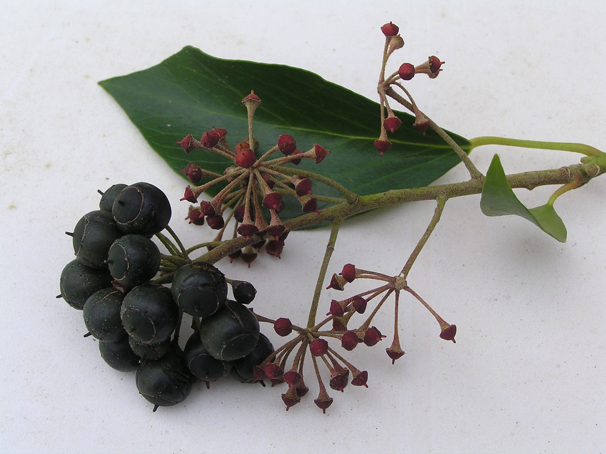 grappe de fruits entiers et mangés par les merles