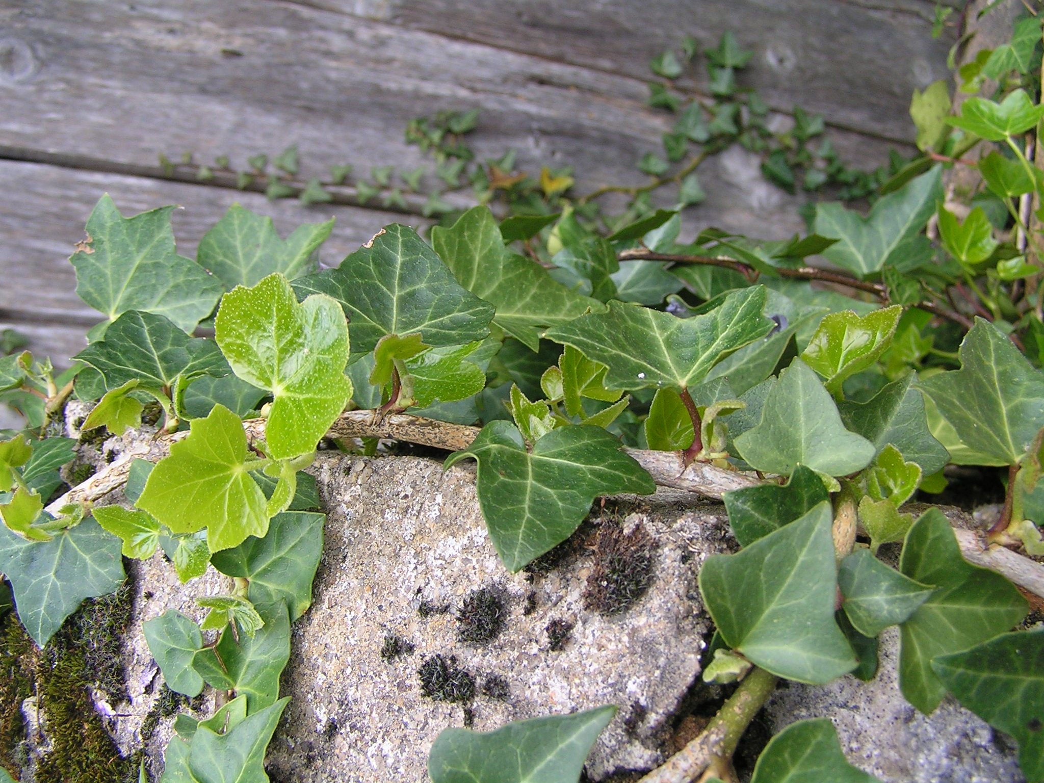 feuilles de lierre de couleur différente selon leur âge