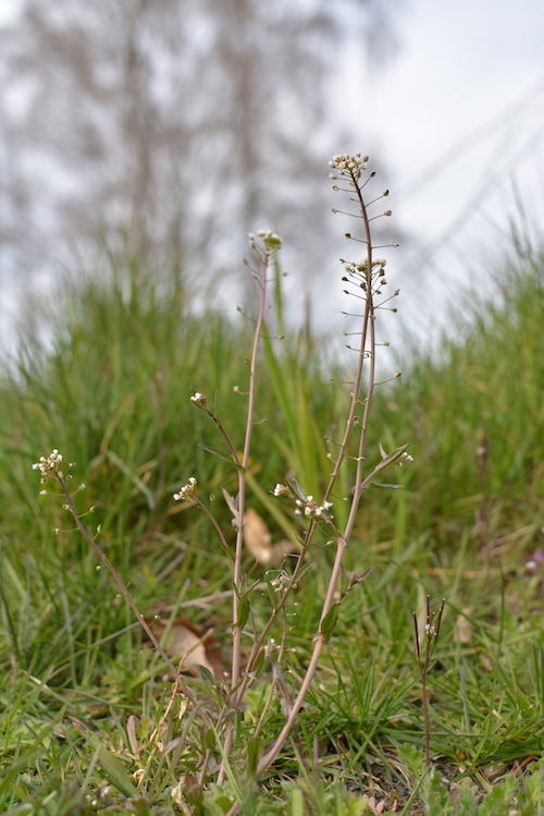 Capselle bourse à pasteur dans son ensemble, du sol au ciel, fond sur lequel les inflorescences se terminent et exposent leurs nombreuses fleurs.