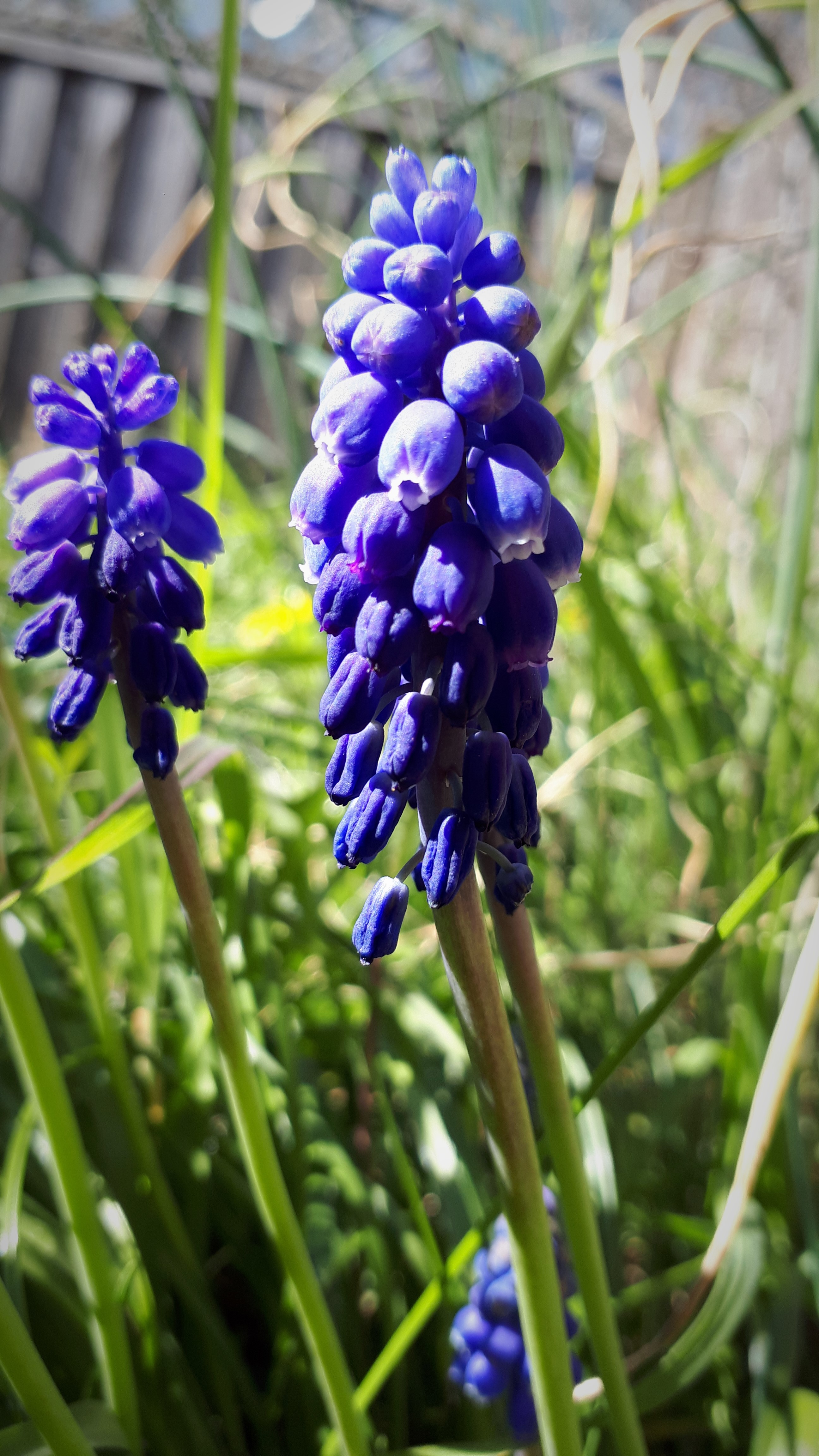 Inflorescences violettes sous forme de grappe vue de profile