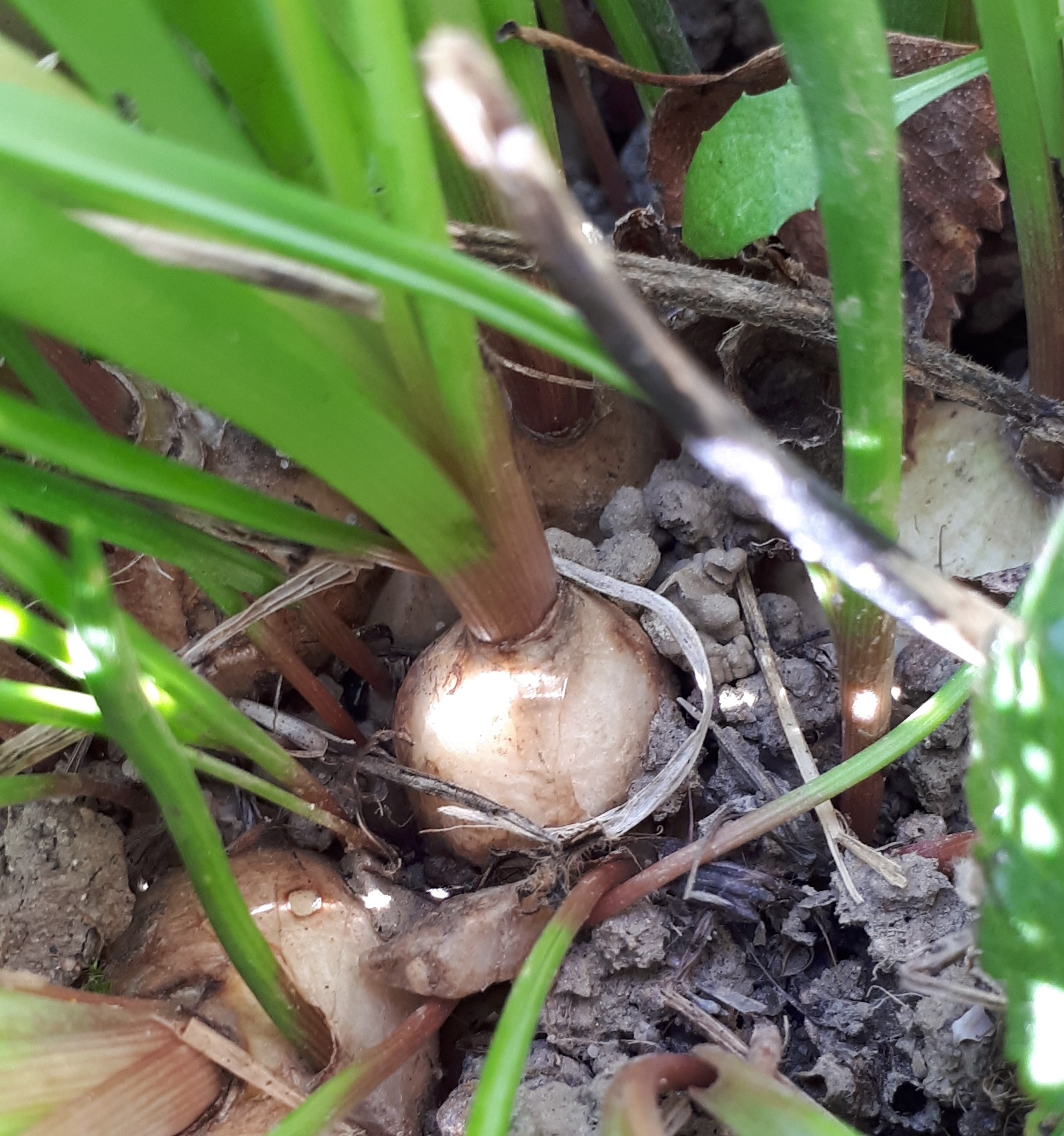 Vue de la base, bulbe